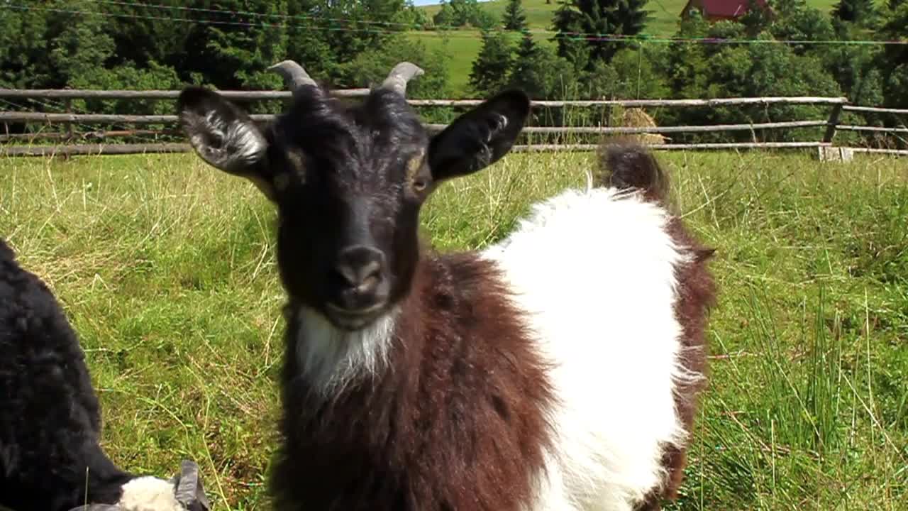 Sheep and goat on green grass