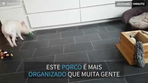 Conheça Paul, o porquinho organizado