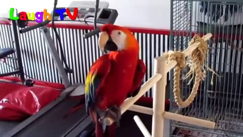 Funny Parrot - A Cute Funny Parrots Talking Videos Compilation --NEW HDp1