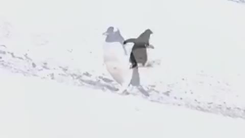 Gentoo Penguins Food For Babies