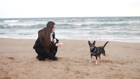 Dog in island sea.