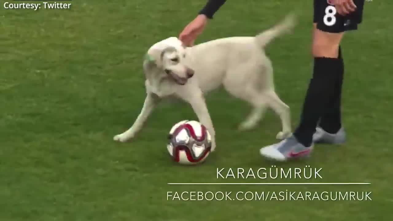 Canine interruption_ How a dog brought a football match to a halt