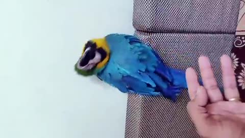 Parrot 🐦 Dance