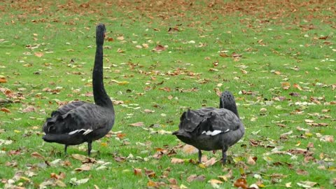 Beautiful #Swans in the nature