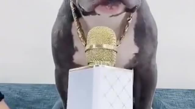 Puppy funny video