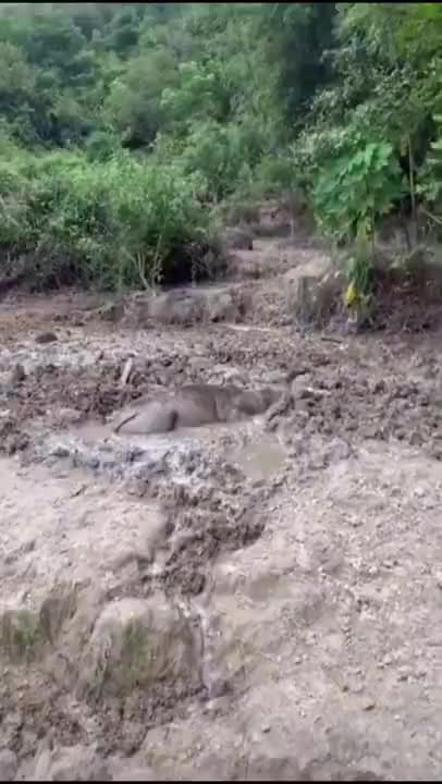 little goat taking a ride, pig taking a bath #shorts