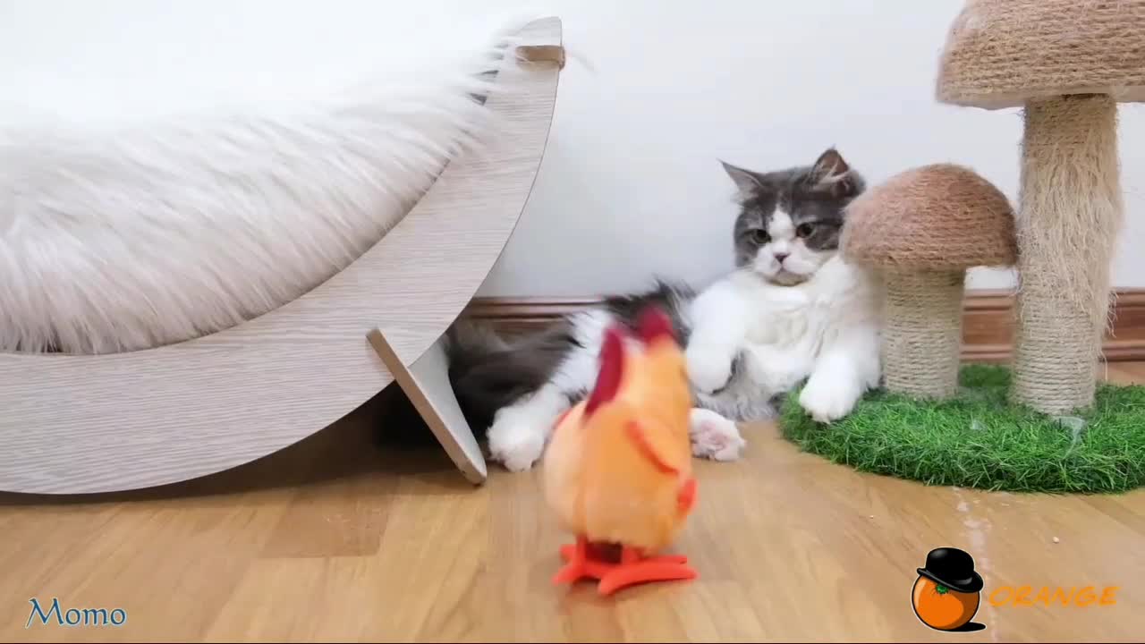 Cat Vs Chicken toy 2021