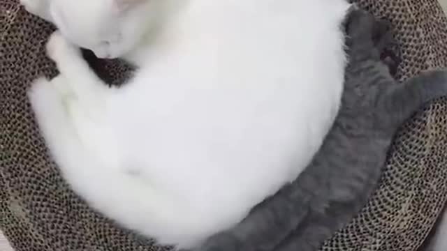 These cats sleep in different positions! In the end it was just poor.