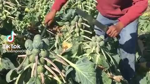 Trimming Brussel sprouts prior to harvest