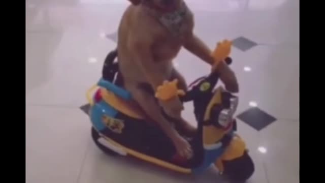 Dog funny video #shorts