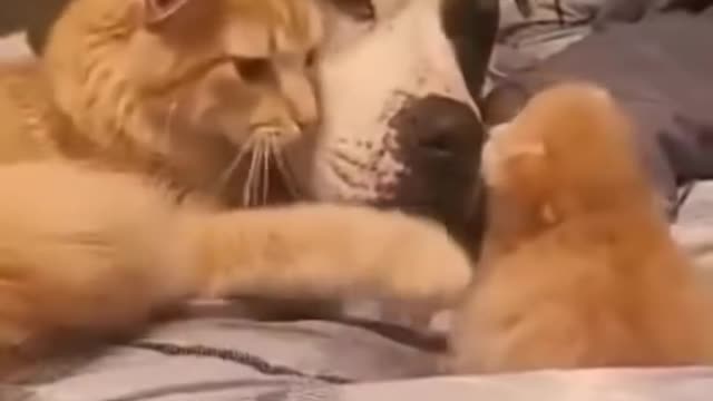 mommy cat shows her kitten to dog friend