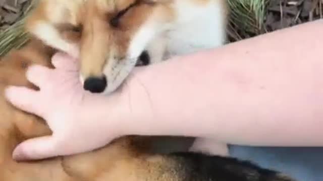 Cute animals
