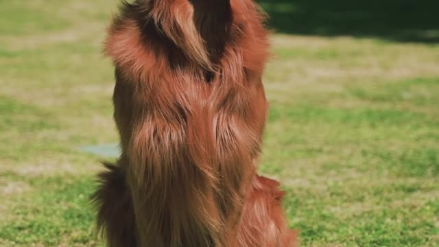 retriever-dog-is-sitting-on-the-grass-in-the-park