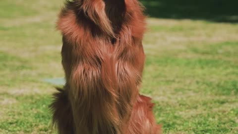 retriever-dog-is-sitting-on-the-grass-in-the-park