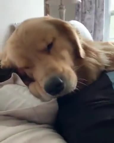 The dog sleeping in bed with its owner