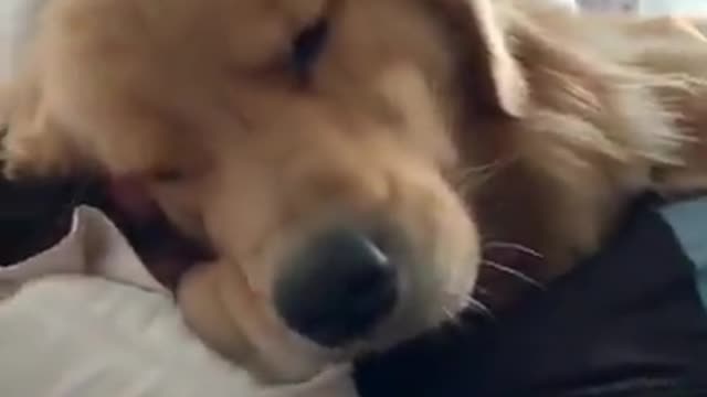 The dog sleeping in bed with its owner