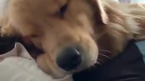 The dog sleeping in bed with its owner