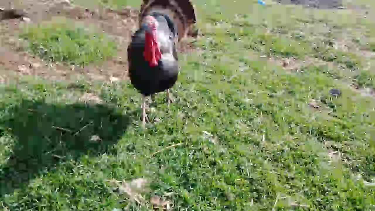 Wild turkey attack