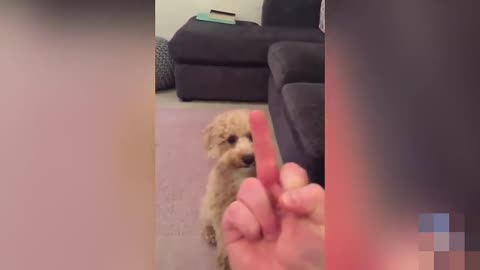 cat and dog vs finger kkk ...