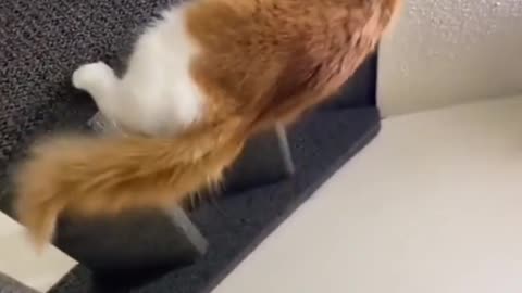 Cat got skills