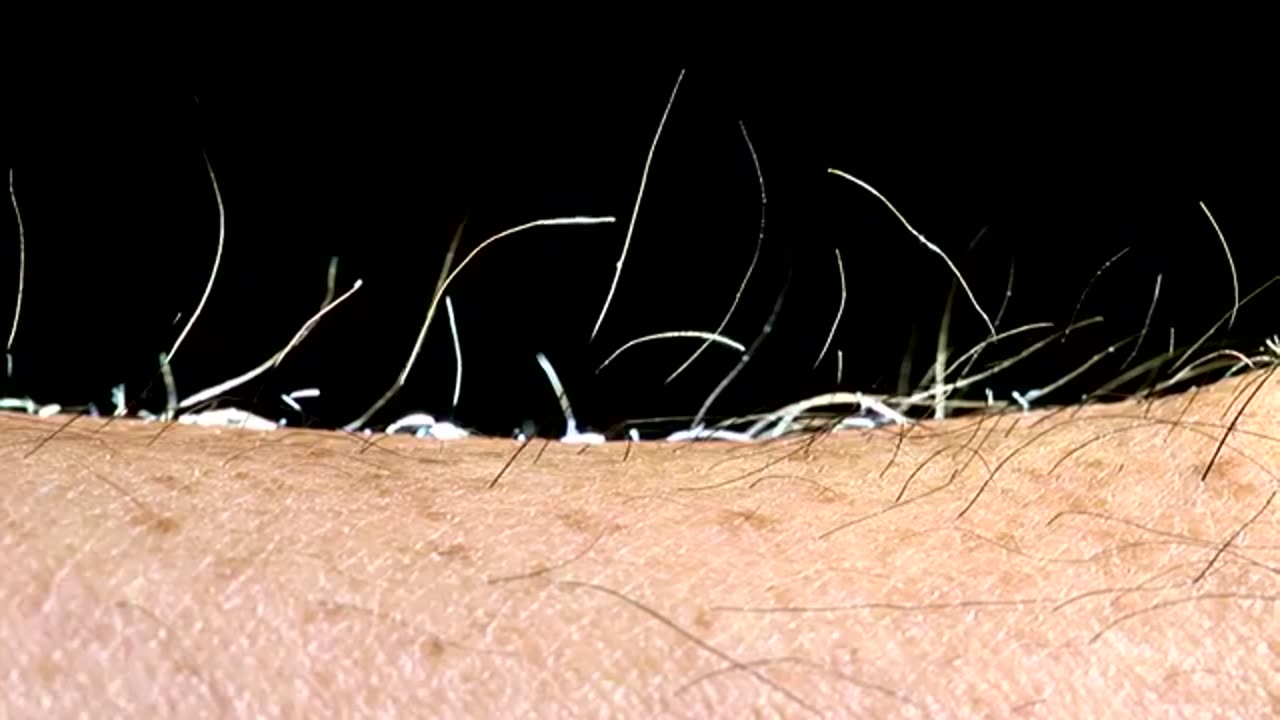 Got goosebumps? 💪 Human hair can stand up in response to fear, cold, or other