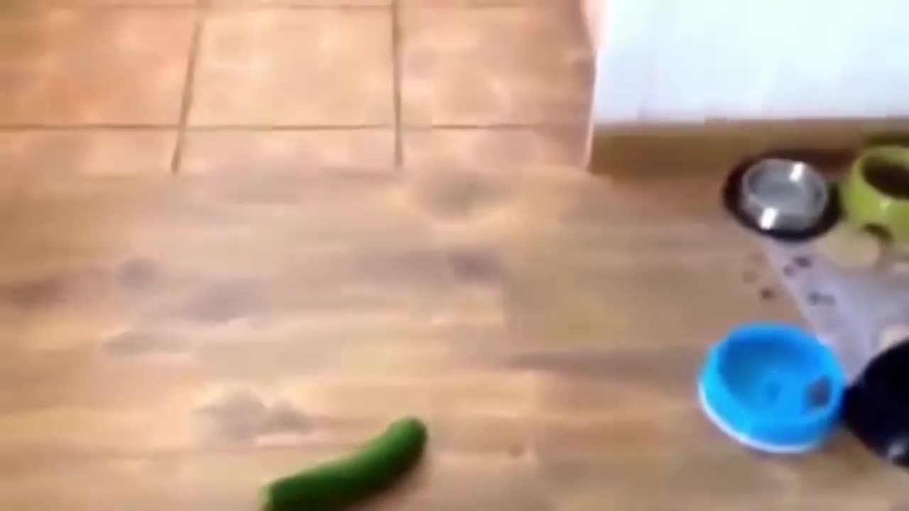 Cat vs cucumber