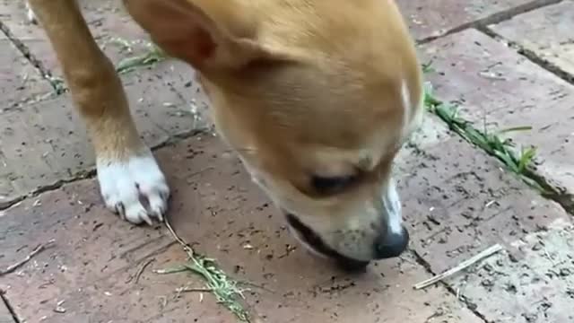 Cute little dog loves to eat blueberries.