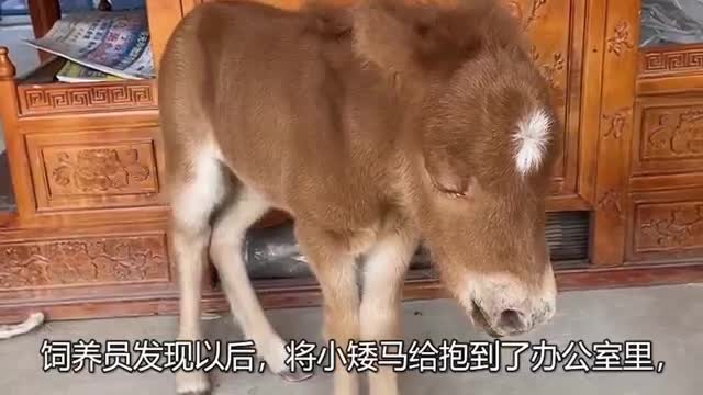 new born pony
