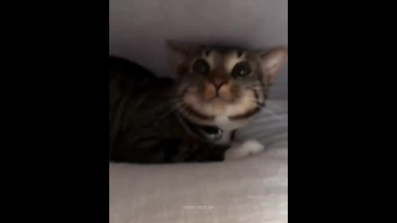 Funny cats