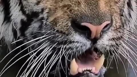 Beautiful animal