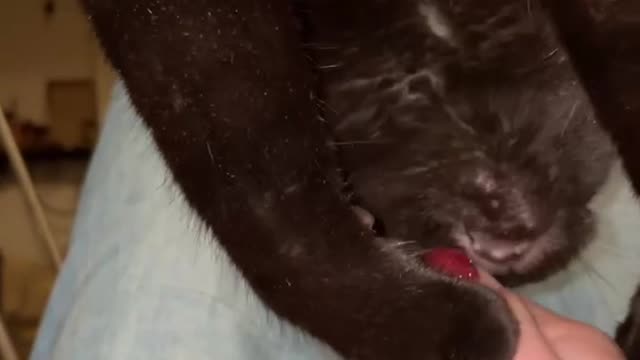 Upside Down Cat Playing With Owner