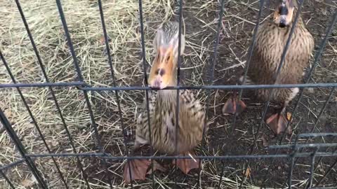 Duck tries to eat my fingers