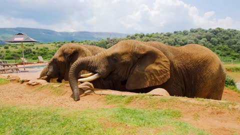 elephants friendly
