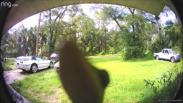 Gecko On Ring Doorbell Camera