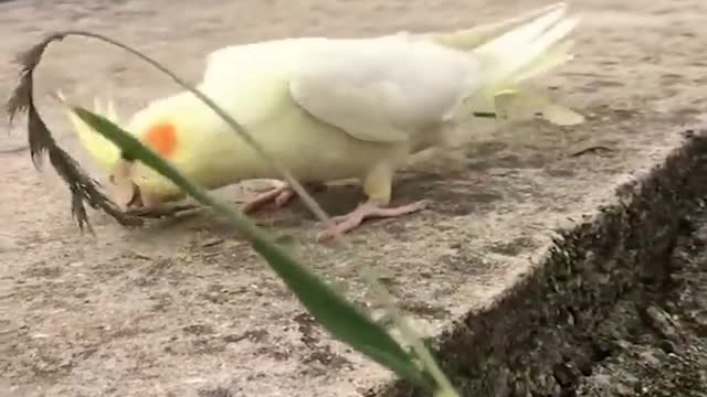 Smart And Funny Parrots Parrot Talking Videos Compilation 2 Super Dogsp8