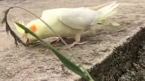 Smart And Funny Parrots Parrot Talking Videos Compilation 2 Super Dogsp8