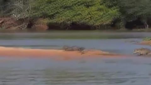 Jaguar Vs Crocodile