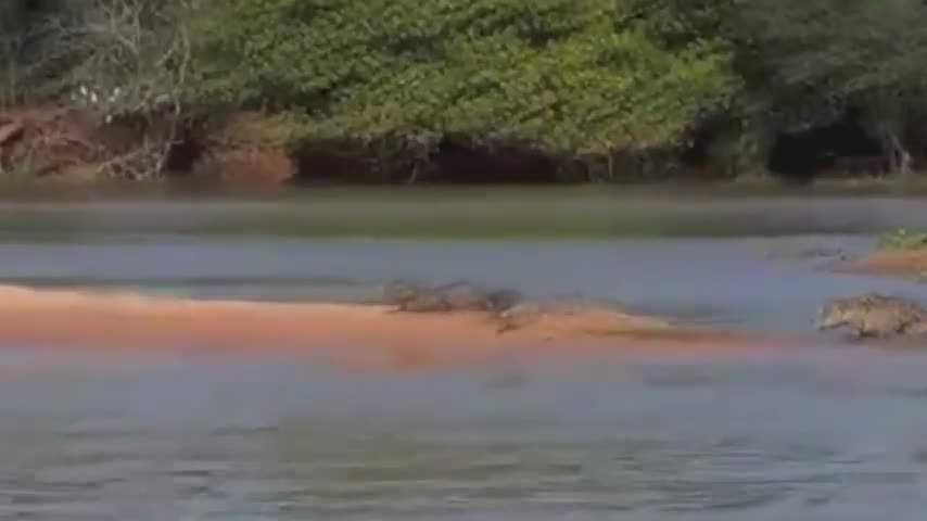 Jaguar Vs Crocodile