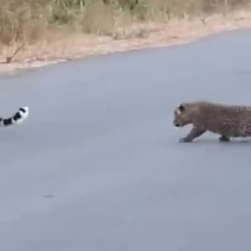Leopard teaches cubs how to cross the road 😍