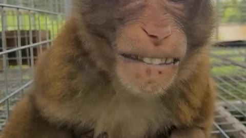 Funny monkey