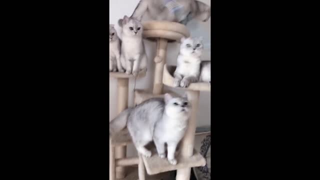 Curious cat