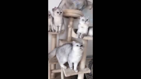 Curious cat