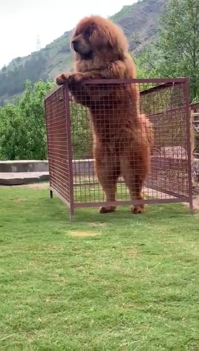 this Tibetanski mastif is huge