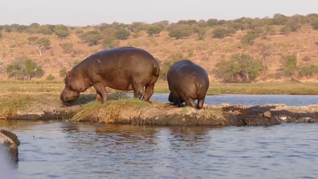 Hippo Number Two 😂😂
