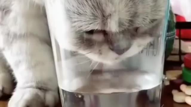 when cat drink water