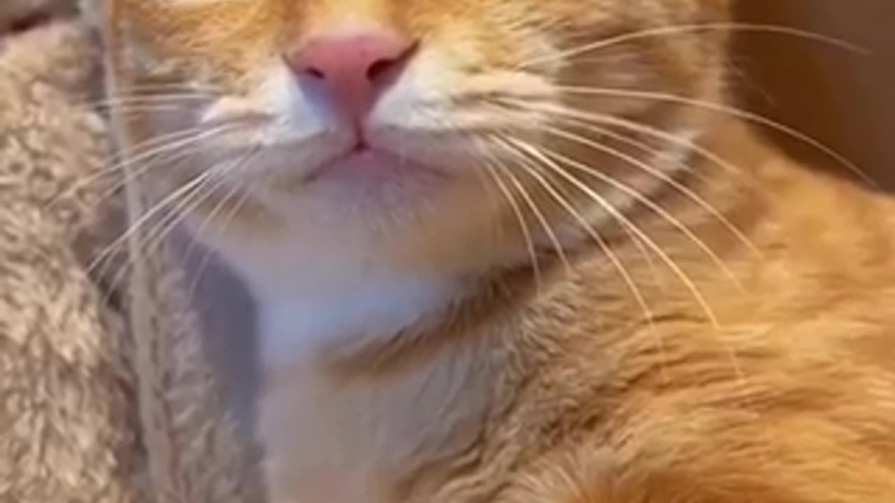 Cute cat 🐈‍⬛ trending video