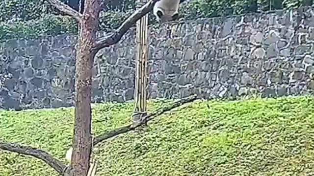 Pandas often climb trees ,but...