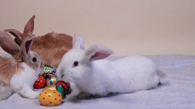 Beautiful Rabbit playing