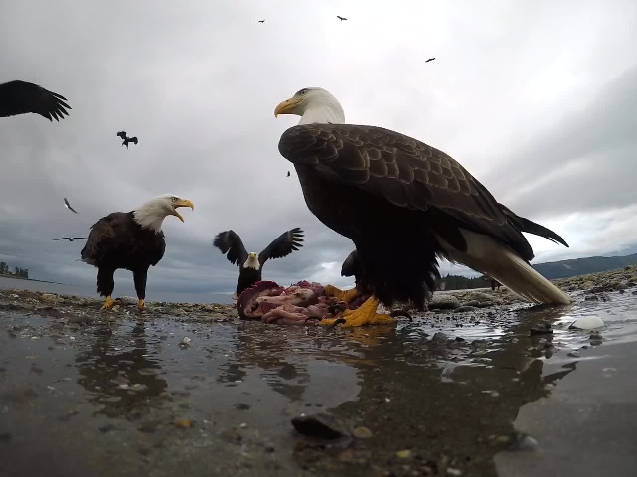 Eagle Snags Camera And Soars Away With It