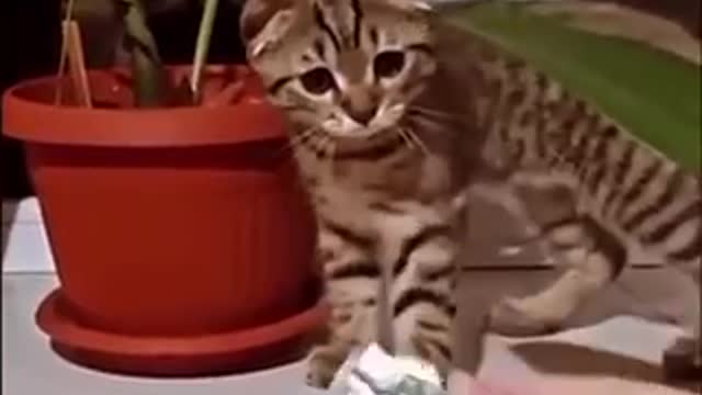 Crazy pretty cat talk like a human